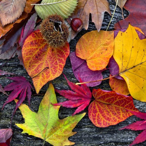 Vetrarleyfi og fréttabréf október mánaðar